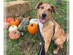 Catahoula Leopard Dog Mix DOG FOR ADOPTION RGADN-1217259 - GINNY - Catahoula