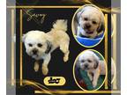 Shih Tzu DOG FOR ADOPTION RGADN-1217266 - Savoy (Ritzy) - Shih Tzu (long coat)