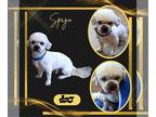 Shih Tzu DOG FOR ADOPTION RGADN-1217267 - Spago (Ritzy) - Shih Tzu (long coat)