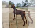 Doberman Pinscher DOG FOR ADOPTION RGADN-1217269 - Stanley - Doberman Pinscher