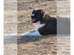 Saint Bernard Mix DOG FOR ADOPTION RGADN-1217285 - Klondike - Saint Bernard /