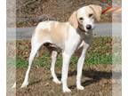 Labrador Retriever Mix DOG FOR ADOPTION RGADN-1217286 - Moon 38954 - Labrador