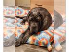 Neapolitan Mastiff DOG FOR ADOPTION RGADN-1217288 - Serena - Neapolitan Mastiff