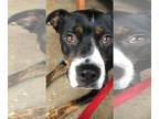 American Pit Bull Terrier Mix DOG FOR ADOPTION RGADN-1217290 - MILO 3 (COURTESY