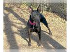 Miniature Pinscher Mix DOG FOR ADOPTION RGADN-1217297 - KEYLA JO - Manchester