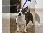 Boston Terrier-Pembroke Welsh Corgi Mix DOG FOR ADOPTION RGADN-1217305 - Lola
