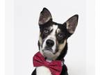 Australian Kelpie-Rottweiler Mix DOG FOR ADOPTION RGADN-1217312 - KILO -
