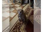 American Pit Bull Terrier Mix DOG FOR ADOPTION RGADN-1217313 - Scarlett in