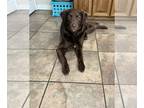 Australian Shepherd-Chesapeake Bay Retriever Mix DOG FOR ADOPTION RGADN-1217317