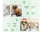 Black Mouth Cur-Dachshund Mix DOG FOR ADOPTION RGADN-1217322 - Daisy - Bonded