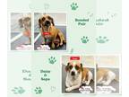 Dachshund-Jack Russell Terrier Mix DOG FOR ADOPTION RGADN-1217323 - Sapa -