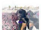 German Shorthaired Lab DOG FOR ADOPTION RGADN-1217336 - GINN - Labrador