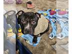 Staffordshire Bull Terrier Mix DOG FOR ADOPTION RGADN-1217359 - Mike -