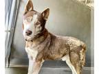 Siberian Husky DOG FOR ADOPTION RGADN-1217369 - MITCH - Siberian Husky (medium