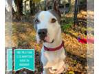 American Pit Bull Terrier Mix DOG FOR ADOPTION RGADN-1217372 - Georgie Polly