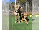 Labrador Retriever-Mountain Cur Mix DOG FOR ADOPTION RGADN-1217378 - Margarita -