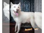 Huskies Mix DOG FOR ADOPTION RGADN-1217383 - Baxter - Husky / Mixed Dog For