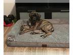 Great Dane DOG FOR ADOPTION RGADN-1217404 - Cody ADOPTED - Great Dane / Mastiff