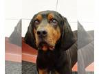 Black and Tan Coonhound DOG FOR ADOPTION RGADN-1217407 - Boone - Black and Tan