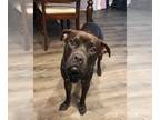American Staffordshire Terrier-Boston Terrier Mix DOG FOR ADOPTION RGADN-1217412