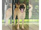 Akita Mix DOG FOR ADOPTION RGADN-1217417 - Lexi - Belgian Shepherd Malinois /