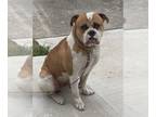 Bulloxer DOG FOR ADOPTION RGADN-1217425 - COURTESY POST: Deuce - American