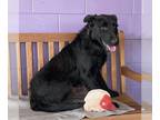 Labrador Retriever Mix DOG FOR ADOPTION RGADN-1217428 - **PANGO** Adoption