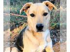 Catahoula Leopard Dog Mix DOG FOR ADOPTION RGADN-1217429 - Paxton - Catahoula