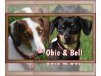 Dachshund DOG FOR ADOPTION RGADN-1217438 - Bell & Obie in TN give them a chance