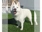 Mix DOG FOR ADOPTION RGADN-1217443 - Roxxane TX - Husky (long coat) Dog For