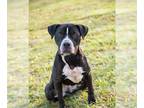 American Pit Bull Terrier DOG FOR ADOPTION RGADN-1217451 - *CARDI B - American