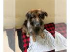 Alaskan Malamute-German Shepherd Dog Mix DOG FOR ADOPTION RGADN-1217453 - AYESHA
