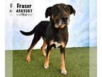 Black and Tan Coonhound DOG FOR ADOPTION RGADN-1217460 - FRASER - Black and Tan