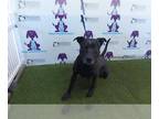 Labrador Retriever Mix DOG FOR ADOPTION RGADN-1217461 - BLACKIE - Labrador
