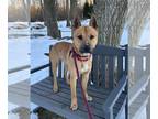 Shiba Inu Mix DOG FOR ADOPTION RGADN-1217464 - Leo SCAS - Shiba Inu / Mixed