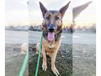 German Shepherd Dog DOG FOR ADOPTION RGADN-1217474 - *NELLIE - German Shepherd