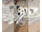 Pointer Mix DOG FOR ADOPTION RGADN-1217481 - Ben - Pointer / Terrier / Mixed Dog
