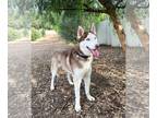 Mix DOG FOR ADOPTION RGADN-1217484 - Kash - Husky (short coat) Dog For