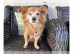 Pomeranian DOG FOR ADOPTION RGADN-1217488 - Rosie - Pomeranian (long coat) Dog