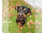 Rottweiler Mix DOG FOR ADOPTION RGADN-1217490 - Big Mac - Rottweiler / Mixed