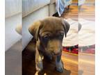 Huskies -Weimaraner Mix DOG FOR ADOPTION RGADN-1217493 - Jarrett's Cocoa -