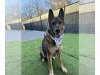 German Shepherd Dog DOG FOR ADOPTION RGADN-1217499 - Yomo *FOSTER HOME NEEDED* -