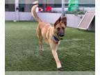 German Shepherd Dog DOG FOR ADOPTION RGADN-1217502 - MOCHA - German Shepherd Dog