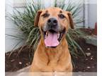 Rhodesian Ridgeback DOG FOR ADOPTION RGADN-1217532 - MAX - Rhodesian Ridgeback