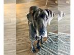 Great Dane DOG FOR ADOPTION RGADN-1217536 - Delta - Great Dane Dog For Adoption