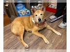 Gollie DOG FOR ADOPTION RGADN-1217542 - Riley - Golden Retriever / Collie /