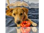 Labrador Retriever Mix DOG FOR ADOPTION RGADN-1217547 - Winston Lake - Labrador