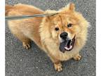 Chow Chow DOG FOR ADOPTION RGADN-1217553 - Huggles - Chow Chow Dog For Adoption
