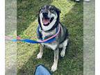 Siberian Husky Mix DOG FOR ADOPTION RGADN-1217569 - Delta - Siberian Husky /