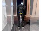 Great Dane DOG FOR ADOPTION RGADN-1217571 - Mila - Great Dane Dog For Adoption